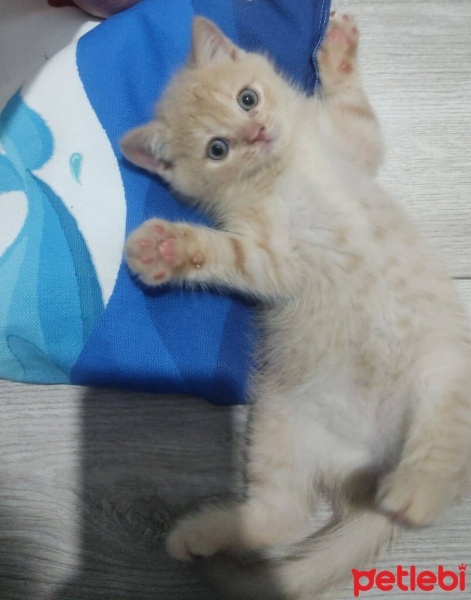 British Shorthair, Kedi  Huzur fotoğrafı