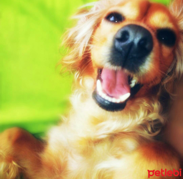 Amerikan Cocker Spaniel, Köpek  Tarçın fotoğrafı