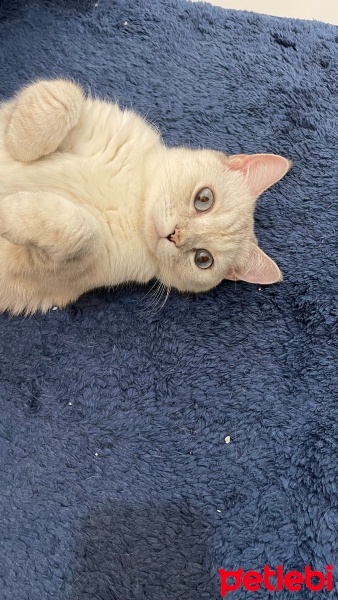 British Shorthair, Kedi  Safiye Boncuk fotoğrafı