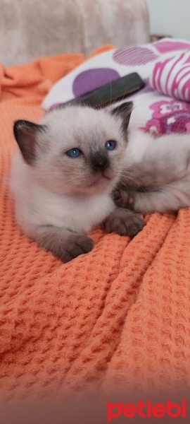 Siyam Kedisi, Kedi  2 Yavru Siyam Kedisi fotoğrafı