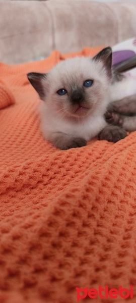 Siyam Kedisi, Kedi  2 Yavru Siyam Kedisi fotoğrafı