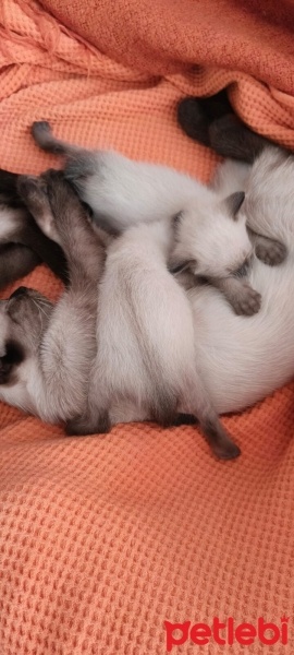 Siyam Kedisi, Kedi  2 Yavru Siyam Kedisi fotoğrafı