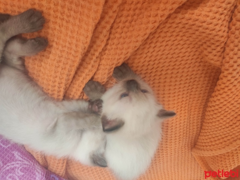 Siyam Kedisi, Kedi  2 Yavru Siyam Kedisi fotoğrafı