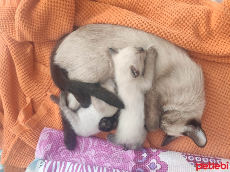 Siyam Kedisi, Kedi  2 Yavru Siyam Kedisi fotoğrafı