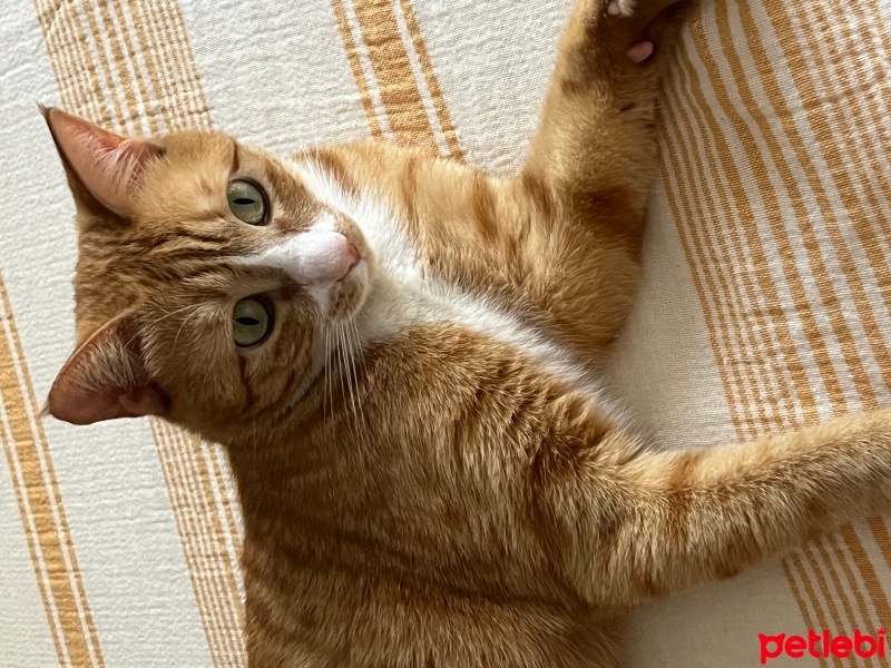 Tekir Kedi, Kedi  Bal fotoğrafı