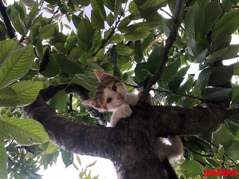 Tekir Kedi, Kedi  İsimsiz fotoğrafı
