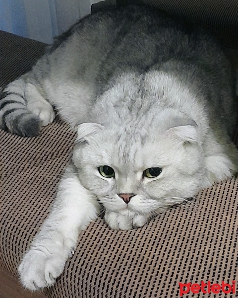 Scottish Fold, Kedi  Haşmet fotoğrafı