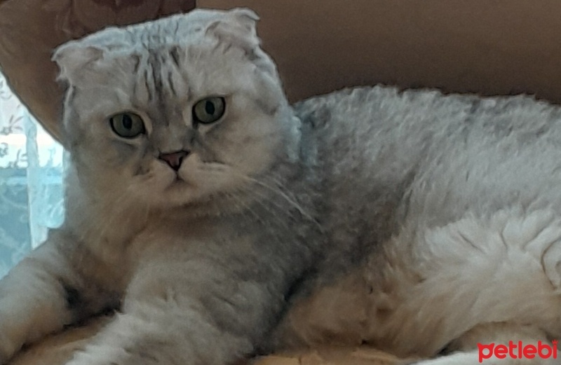 Scottish Fold, Kedi  Haşmet fotoğrafı