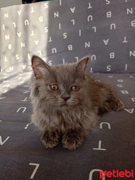 British Longhair, Kedi  2 Aylik İSİM VERMEDİM fotoğrafı