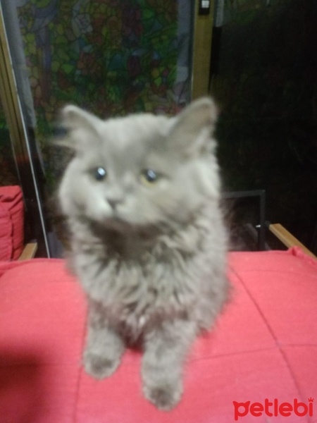 British Longhair, Kedi  2 Aylik İSİM VERMEDİM fotoğrafı