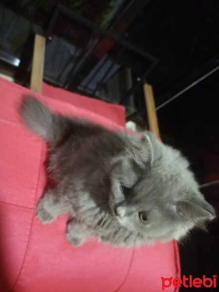 British Longhair, Kedi  2 Aylik İSİM VERMEDİM fotoğrafı