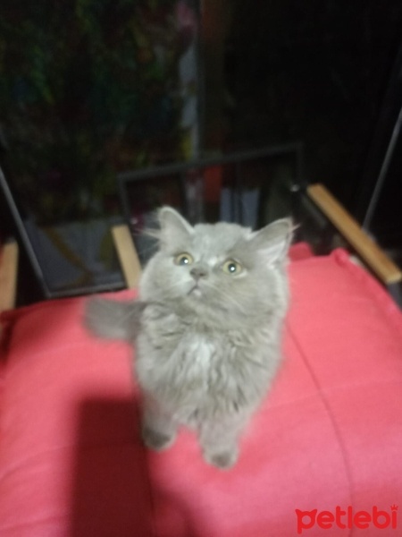 British Longhair, Kedi  2 Aylik İSİM VERMEDİM fotoğrafı