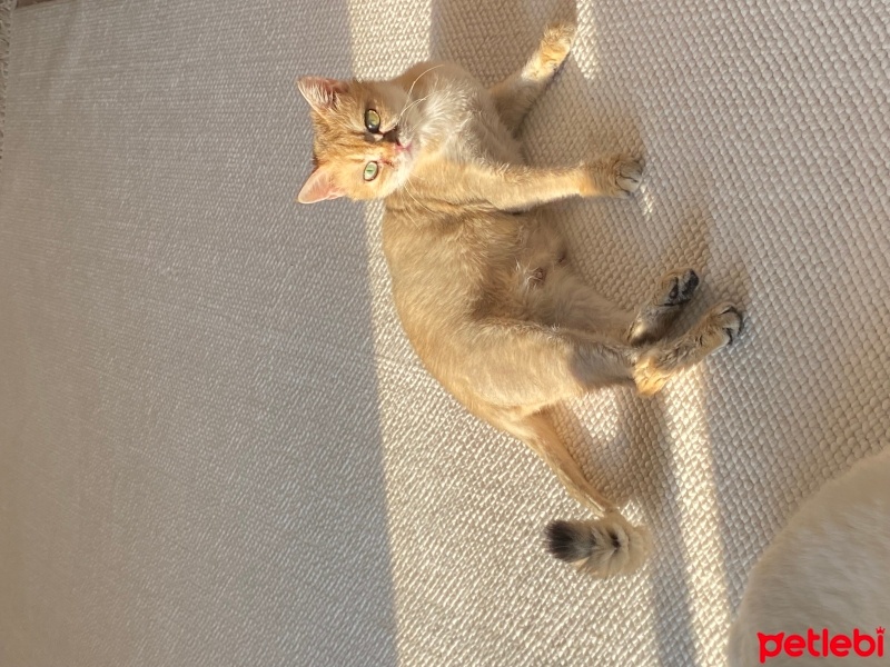 British Shorthair, Kedi  Barbie fotoğrafı