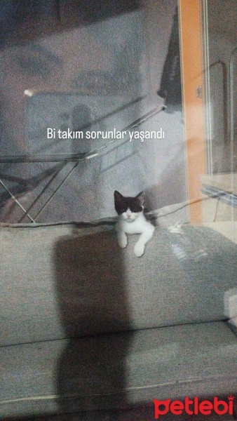 Tekir Kedi, Kedi  Lily fotoğrafı