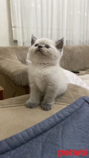 Scottish Fold, Kedi  güneş fotoğrafı