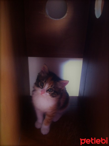 Tekir Kedi, Kedi  Badem fotoğrafı