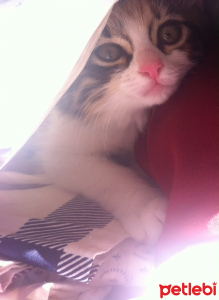 Tekir Kedi, Kedi  Badem fotoğrafı