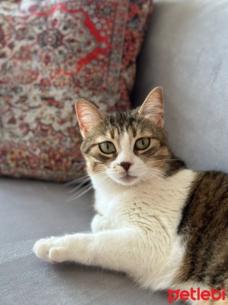 Tekir Kedi, Kedi  Mia fotoğrafı