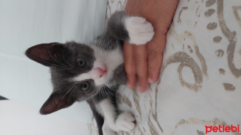 Tuxedo (Smokin) Kedi, Kedi  Kivi fotoğrafı