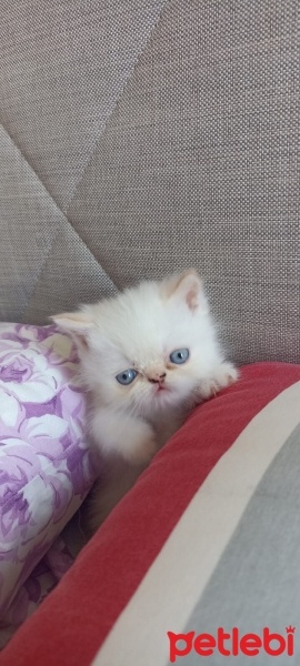 Chinchilla, Kedi  Balim fotoğrafı