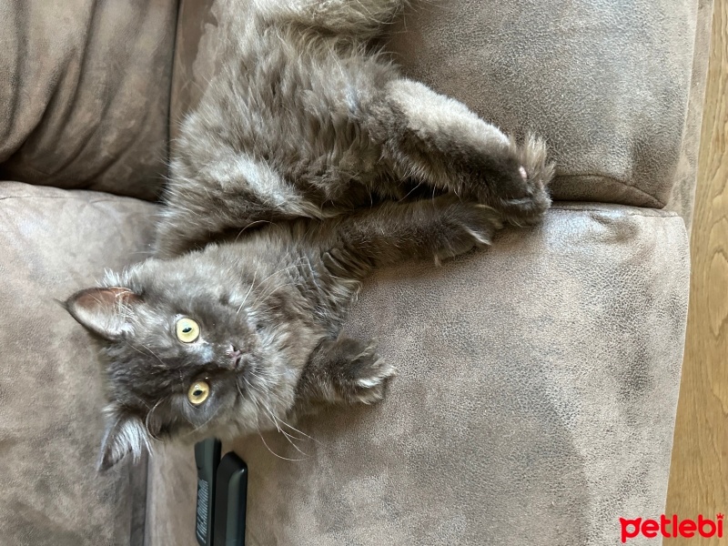 British Longhair, Kedi  CAN fotoğrafı