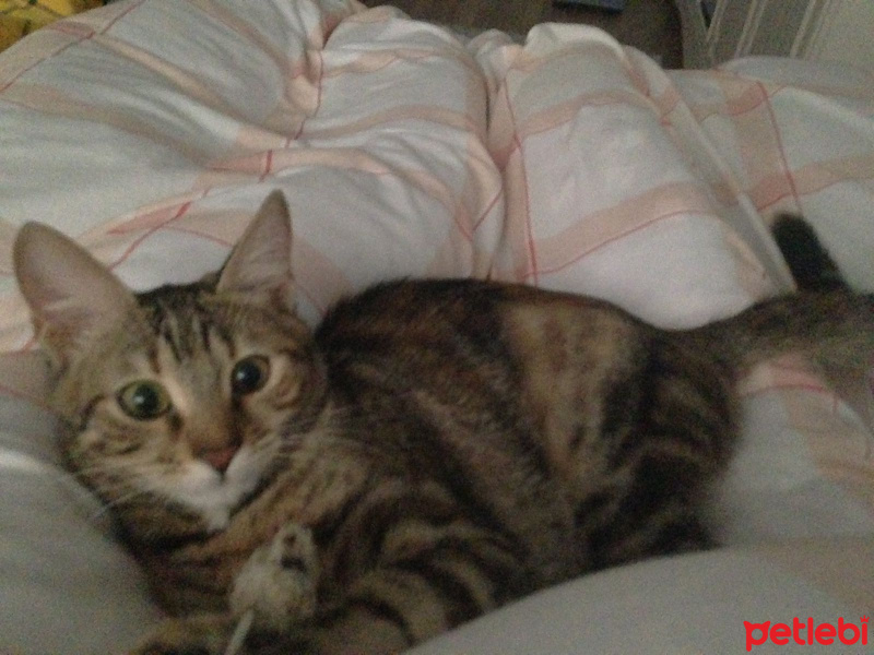Tekir Kedi, Kedi  Çiko fotoğrafı