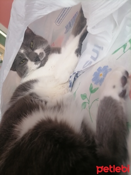 Tekir Kedi, Kedi  Dobby fotoğrafı
