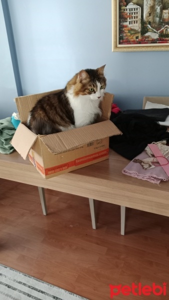 Tekir Kedi, Kedi  Cici fotoğrafı