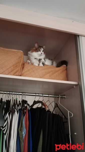 Tekir Kedi, Kedi  Cici fotoğrafı