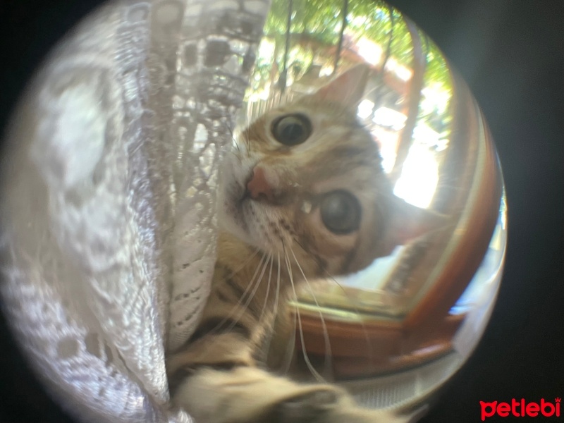 Tekir Kedi, Kedi  latte fotoğrafı