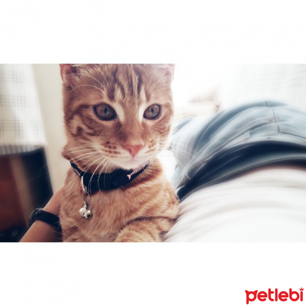 Tekir Kedi, Kedi  Leo fotoğrafı