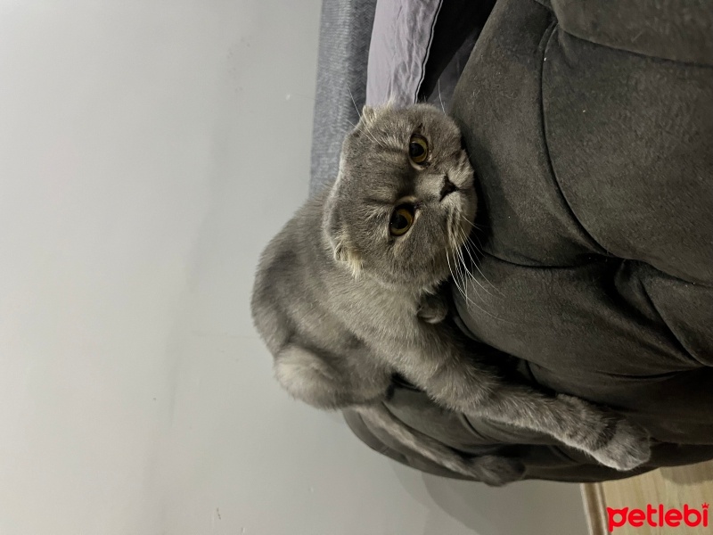 Scottish Fold, Kedi  MİA fotoğrafı