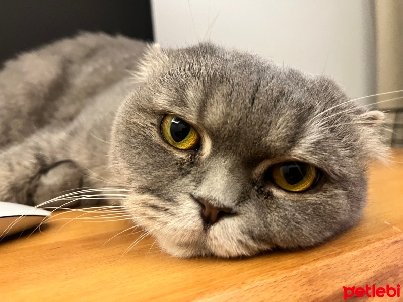 Scottish Fold, Kedi  MİA fotoğrafı