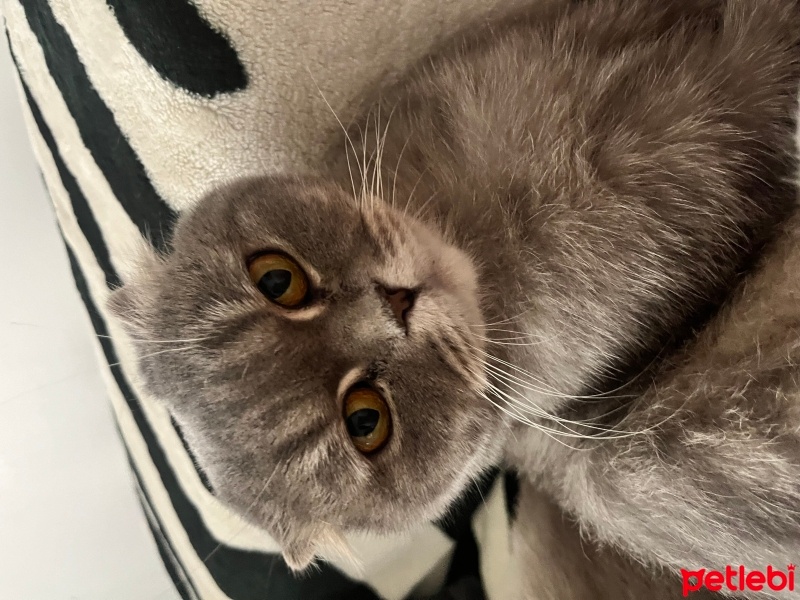 Scottish Fold, Kedi  MİA fotoğrafı