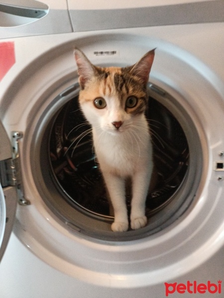 Tekir Kedi, Kedi  Betty fotoğrafı