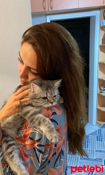 British Longhair, Kedi  Leydi fotoğrafı