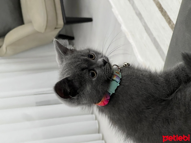 British Shorthair, Kedi  Duman fotoğrafı