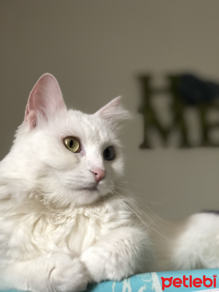 Van Kedisi, Kedi  Maya fotoğrafı