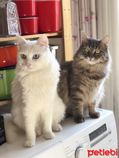 Van Kedisi, Kedi  Maya fotoğrafı