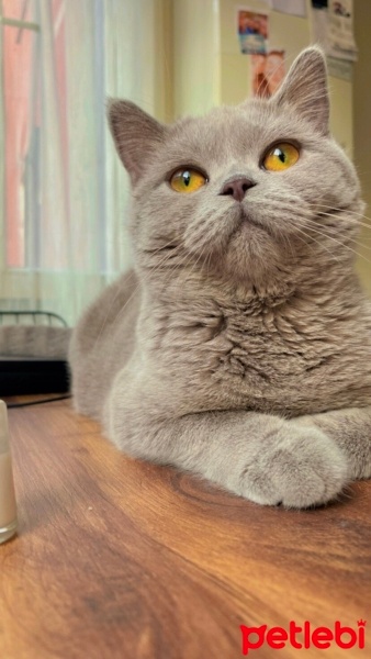 British Shorthair, Kedi  Hera fotoğrafı