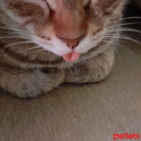 Soke, Kedi  Yonca fotoğrafı