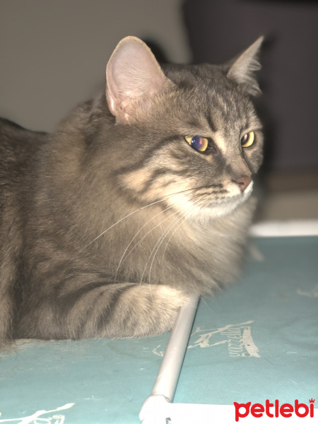 Tekir Kedi, Kedi  Muffin fotoğrafı