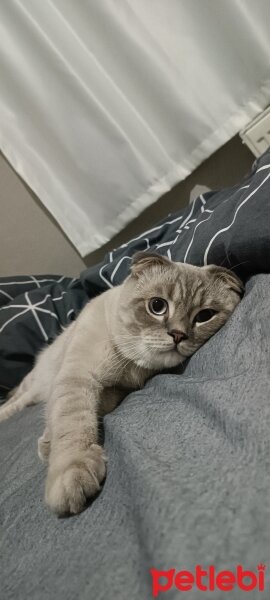 Scottish Fold, Kedi  Bulut fotoğrafı