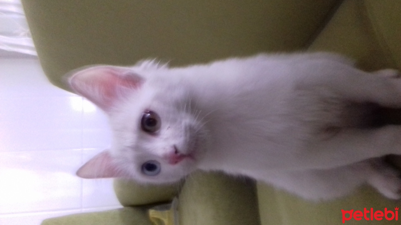 Van Kedisi, Kedi  Pamuk fotoğrafı
