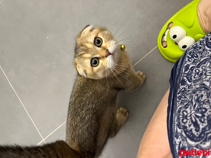 Scottish Fold, Kedi  Lily fotoğrafı