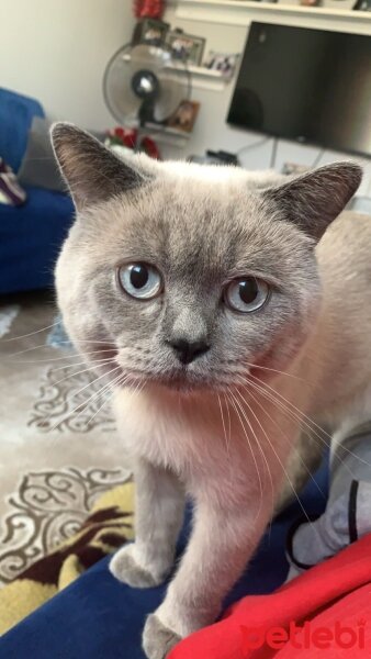 British Shorthair, Kedi  adnan fotoğrafı