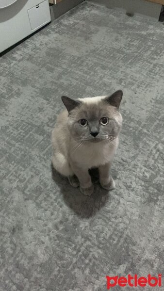 British Shorthair, Kedi  adnan fotoğrafı