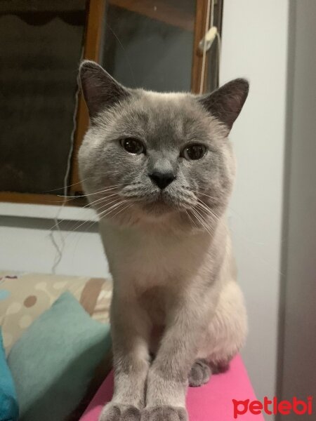 British Shorthair, Kedi  adnan fotoğrafı