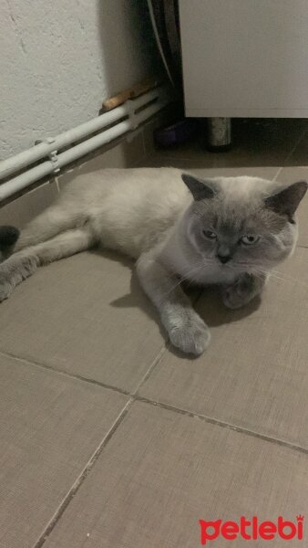 British Shorthair, Kedi  adnan fotoğrafı