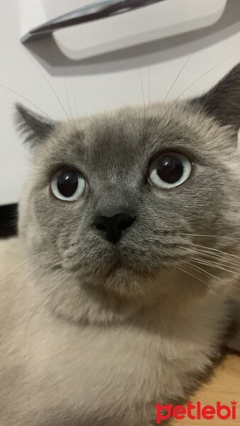 British Shorthair, Kedi  adnan fotoğrafı